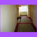 Abby Running Away.jpg